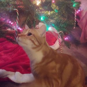 Meet your Posher, Alyssah